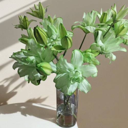 【云舍臻选】吸色薄荷绿【荧光】重瓣百合 鲜花  2单或以上包邮