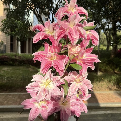 云舍臻选【树花】莲花之境重瓣百合  任意组合两单或以上冷链包邮