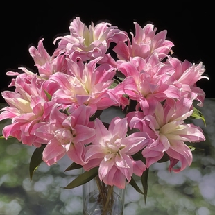 【云舍臻选】红丝带重瓣百合 任意组合两单或以上冷链包邮鲜切花