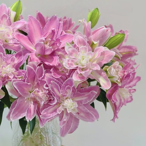 【云舍臻选】莲花仙子重瓣百合  任意组合两单或以上冷链包邮