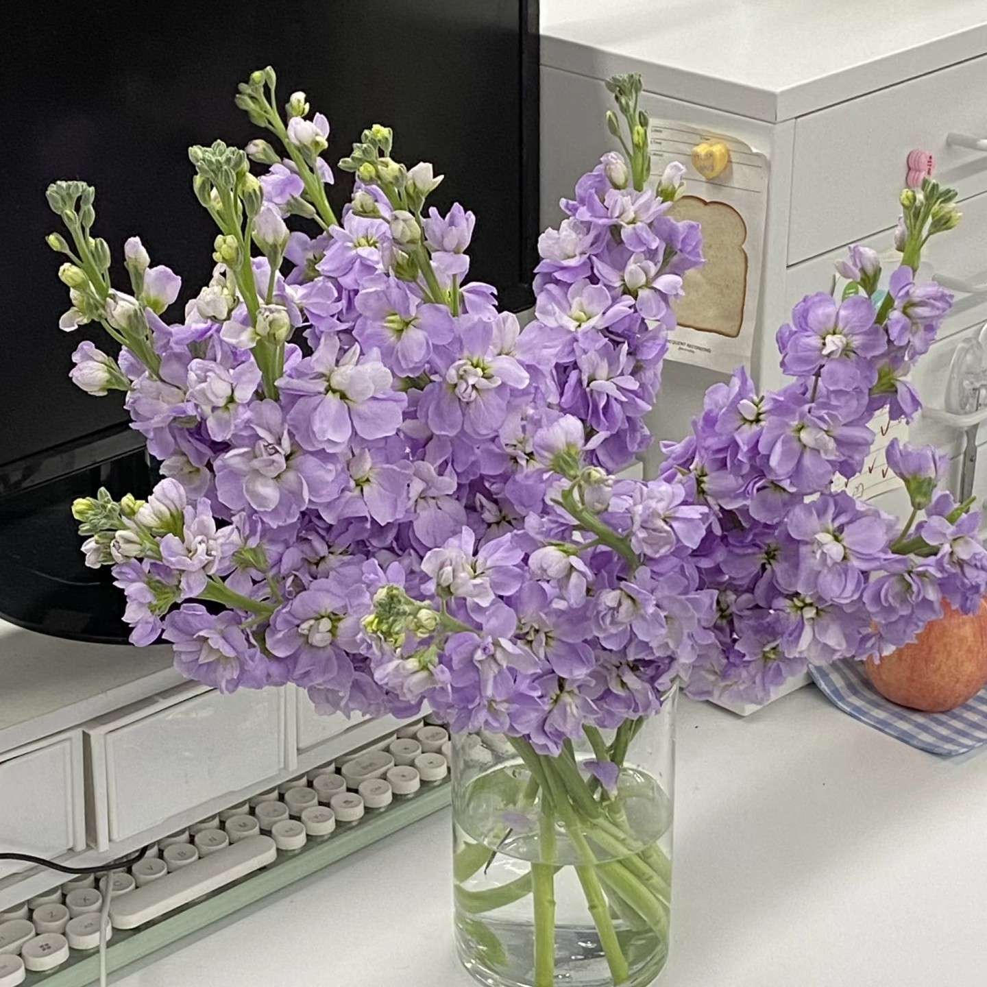 【云舍臻选】粉色+紫色紫罗兰各1扎 2单或以上冷链包邮,鲜花速递/花卉仿真/绿植园艺,花材,淘宝优惠券,粉丝福利购,淘宝优惠卷