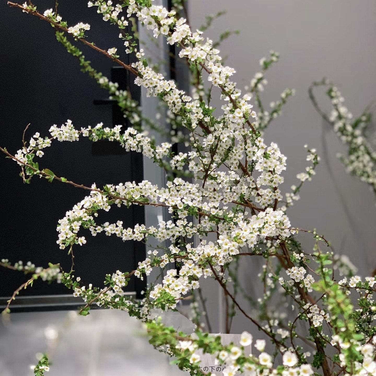 【爆花机器】 雪柳 任意组合两单或以上冷链包邮,鲜花速递/花卉仿真/绿植园艺,花材,淘宝优惠券,粉丝福利购,淘宝优惠卷