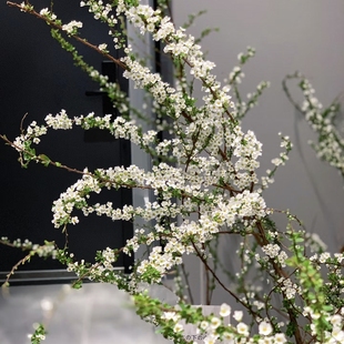 任意组合两单或以上冷链 雪柳 包邮 爆花机器