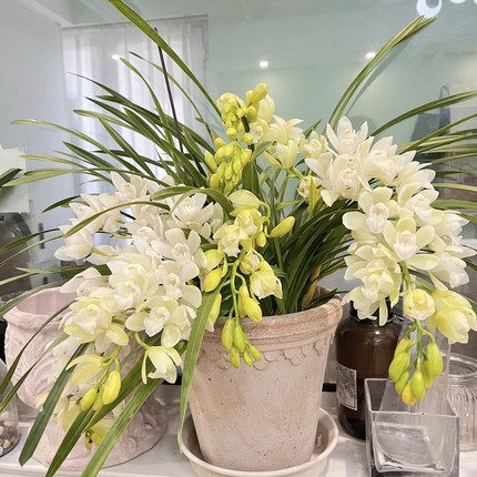 【云舍精选】白玉香兰大花蕙兰盆栽7-9剑 一单包邮不参与拼单！