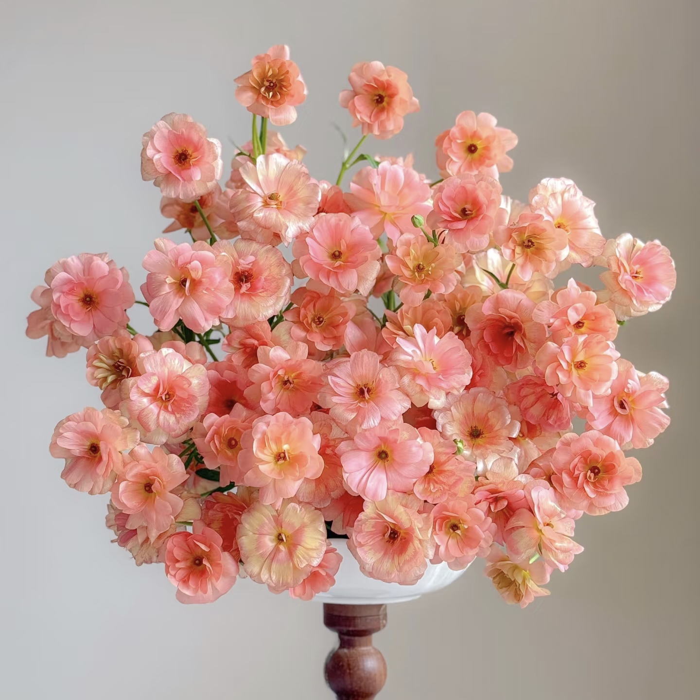 【云舍精选】鲑鱼粉蝴蝶洋牡丹一扎 任意组合2单或以上包邮