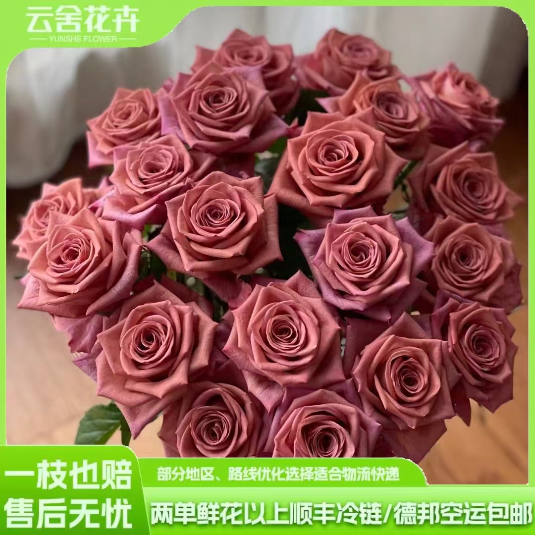 【云舍精选】A级 调香师单头玫瑰  任意组合2单或以上冷链包邮