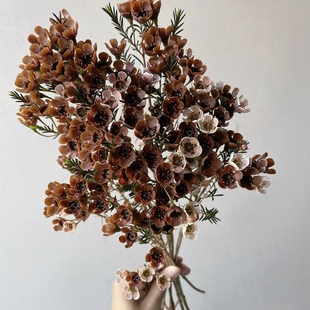 包邮 年宵花 任意组合2单冷链 复古咖色吸色腊梅1扎 首选