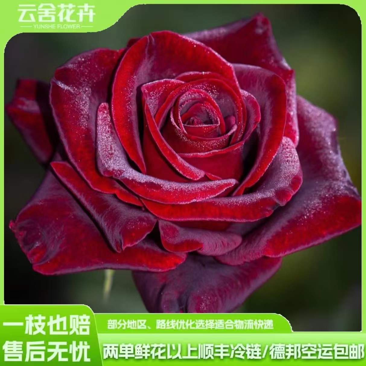 【云舍热销】黑魔术单头玫瑰  任意组合两单或以上冷链包邮,鲜花速递/花卉仿真/绿植园艺,花材,淘宝优惠券,粉丝福利购,淘宝优惠卷