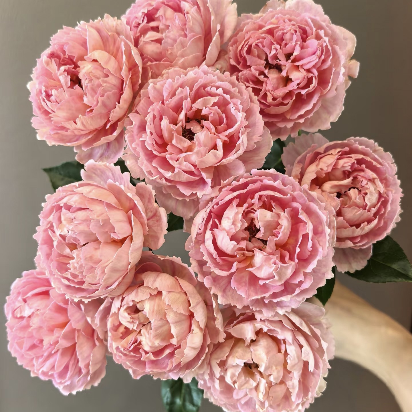 【云舍稀有新品】织锦单头玫瑰  任意组合两单或以上冷链包邮