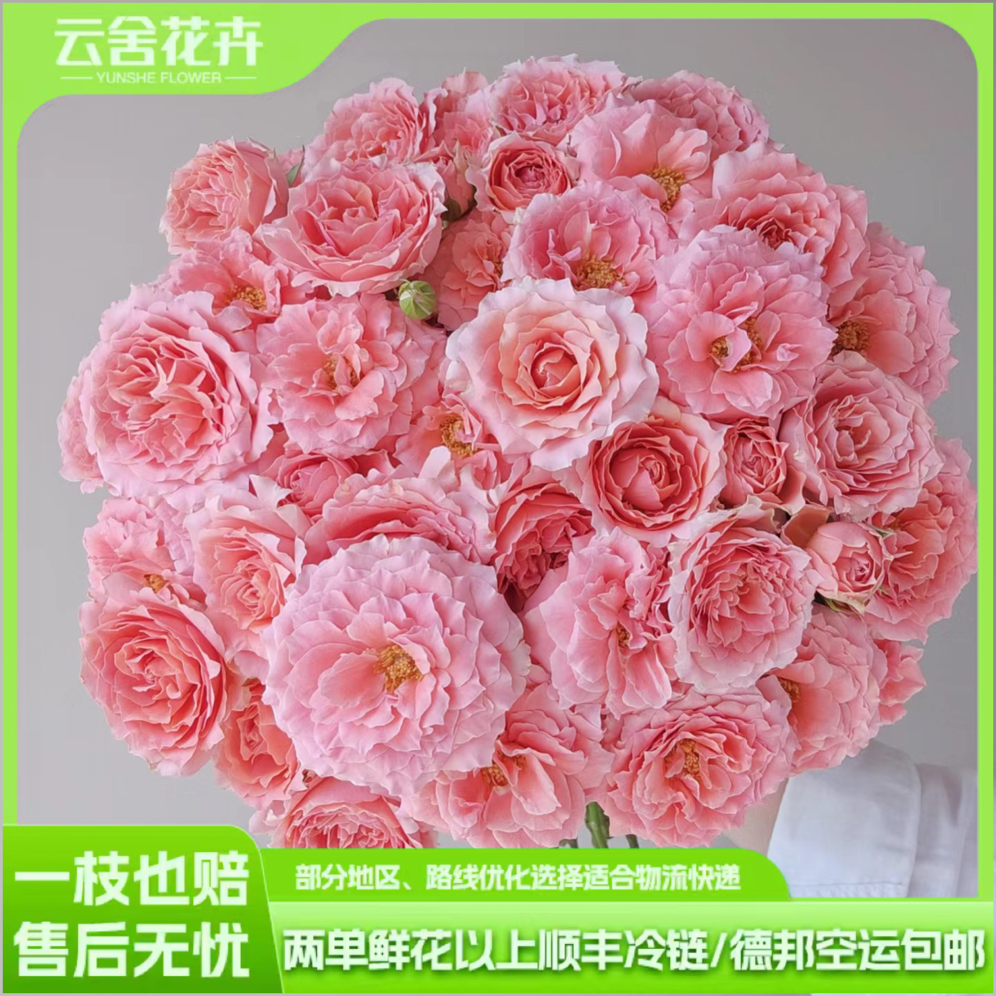 【云舍稀有】A级 粉色拉拉队多头玫瑰 任意组合2单或以上冷链包邮
