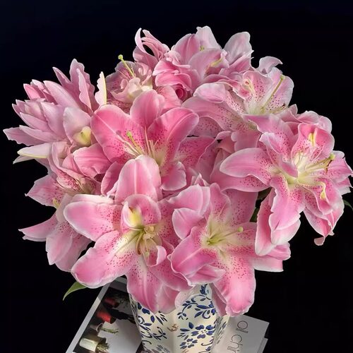 【云舍臻选】粉拉菲重瓣百合鲜花  任意组合2单或以上冷链包邮