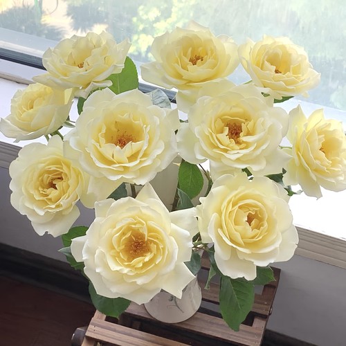 【云舍臻选】植艺【白甘草】单头玫瑰  任意组合2单或以上包邮
