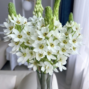 【云舍臻选】花期长【圣心百合】组合2单或以上顺丰冷链包邮