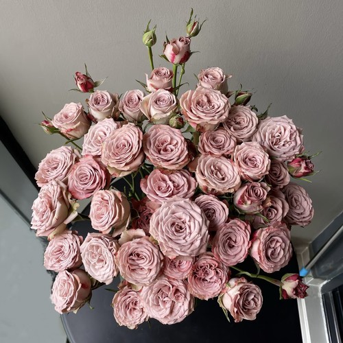 【云舍臻选】卡布奇诺多头玫瑰  任意组合2单或以上冷链包邮