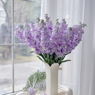 包邮 任意组合2单或以上冷链 紫色紫罗兰 鲜切花 云舍精选