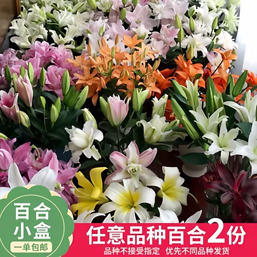 【云舍臻选】百合盲盒随机2份百合 一单也包邮盲盒鲜切花