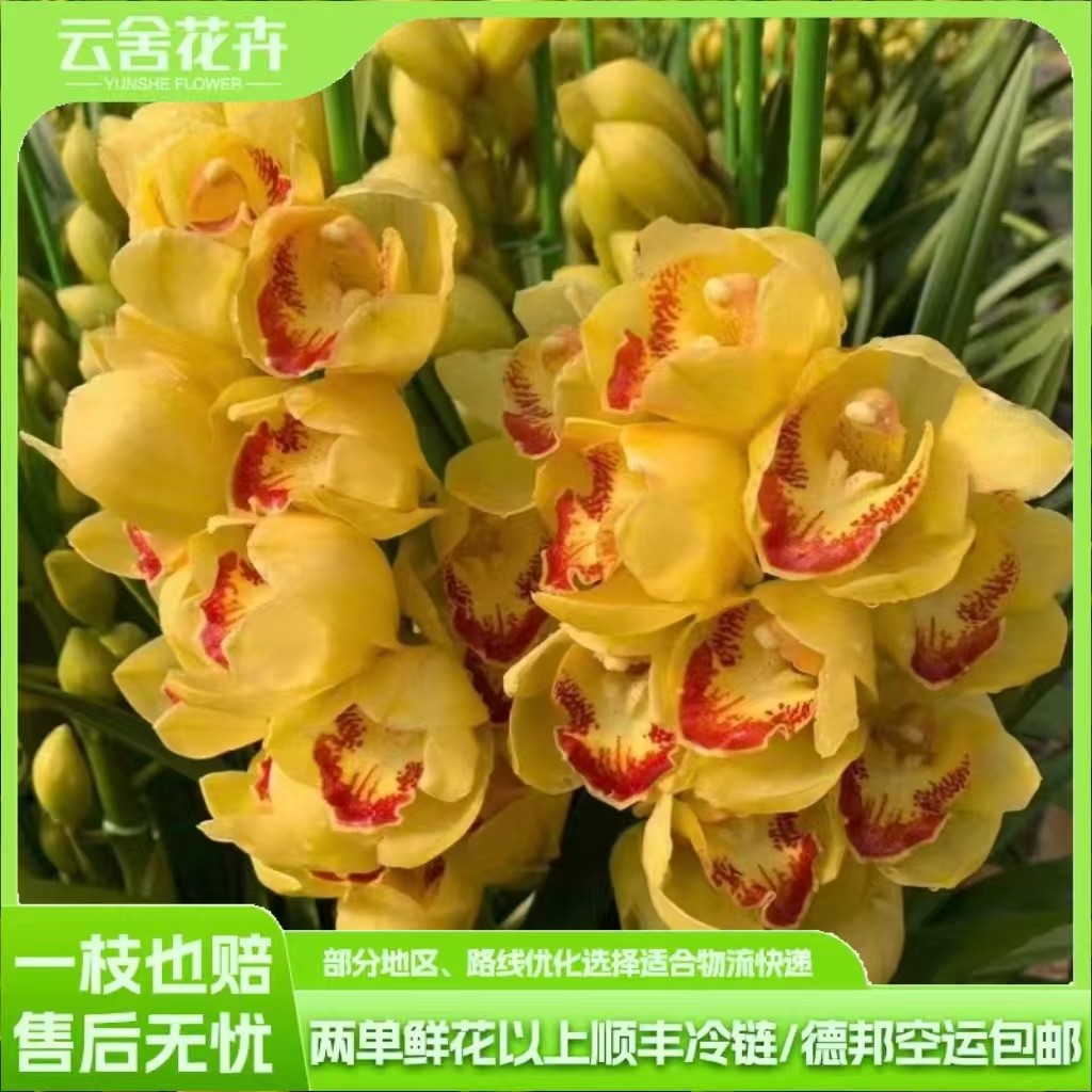 【云舍臻选】黄金岁月大花蕙兰盆栽4剑及以上  包邮不参与拼单！,鲜花速递/花卉仿真/绿植园艺,花材,淘宝优惠券,粉丝福利购,淘宝优惠卷