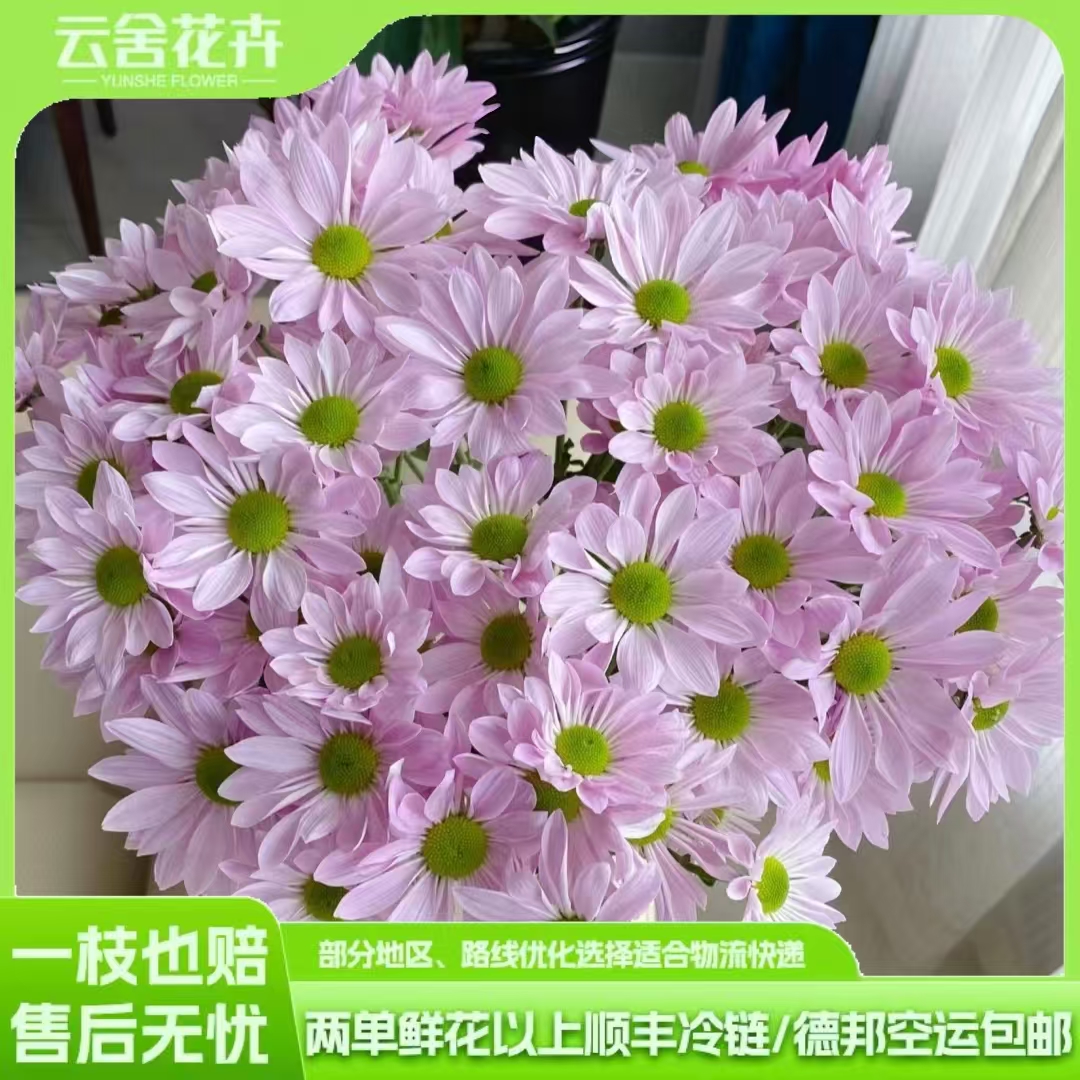 【云舍精选】粉色三文鱼小菊【花期长】  任意组合2单或以上包邮