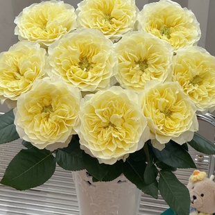 包邮 任意组合两单或以上 稀有品窒息单头玫瑰 大家都在找