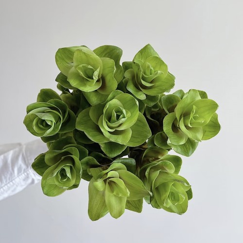 【云舍臻选】夏日一抹绿【绿色姜荷花】  组合两单或以上冷链包邮