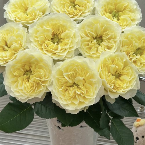 【云舍臻选】稀有品窒息单头玫瑰任意组合两单或以上包邮