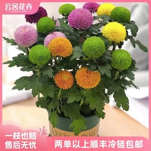 任意2单或以上 带原盆 彩色乒乓菊盆栽1盆 包邮 云舍精选
