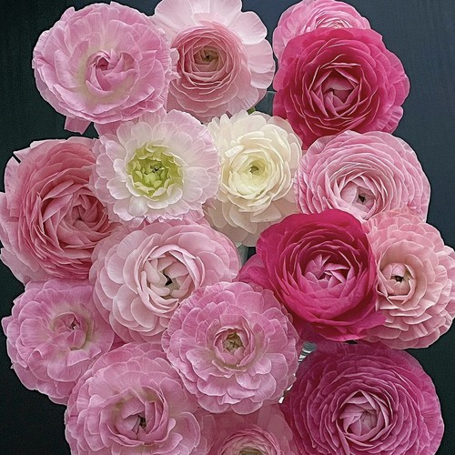 【百搭草花】彩色瓷洋牡丹一扎 任意组合两单或以上顺丰冷链