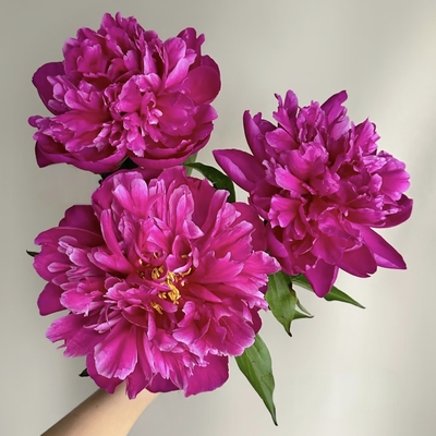 【云舍臻选】【朱砂红芍药】全场任意两单包邮鲜切花