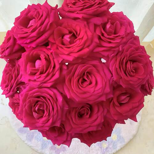 【云舍臻选】 弗洛伊德 单头玫瑰 任意两单及以上包邮