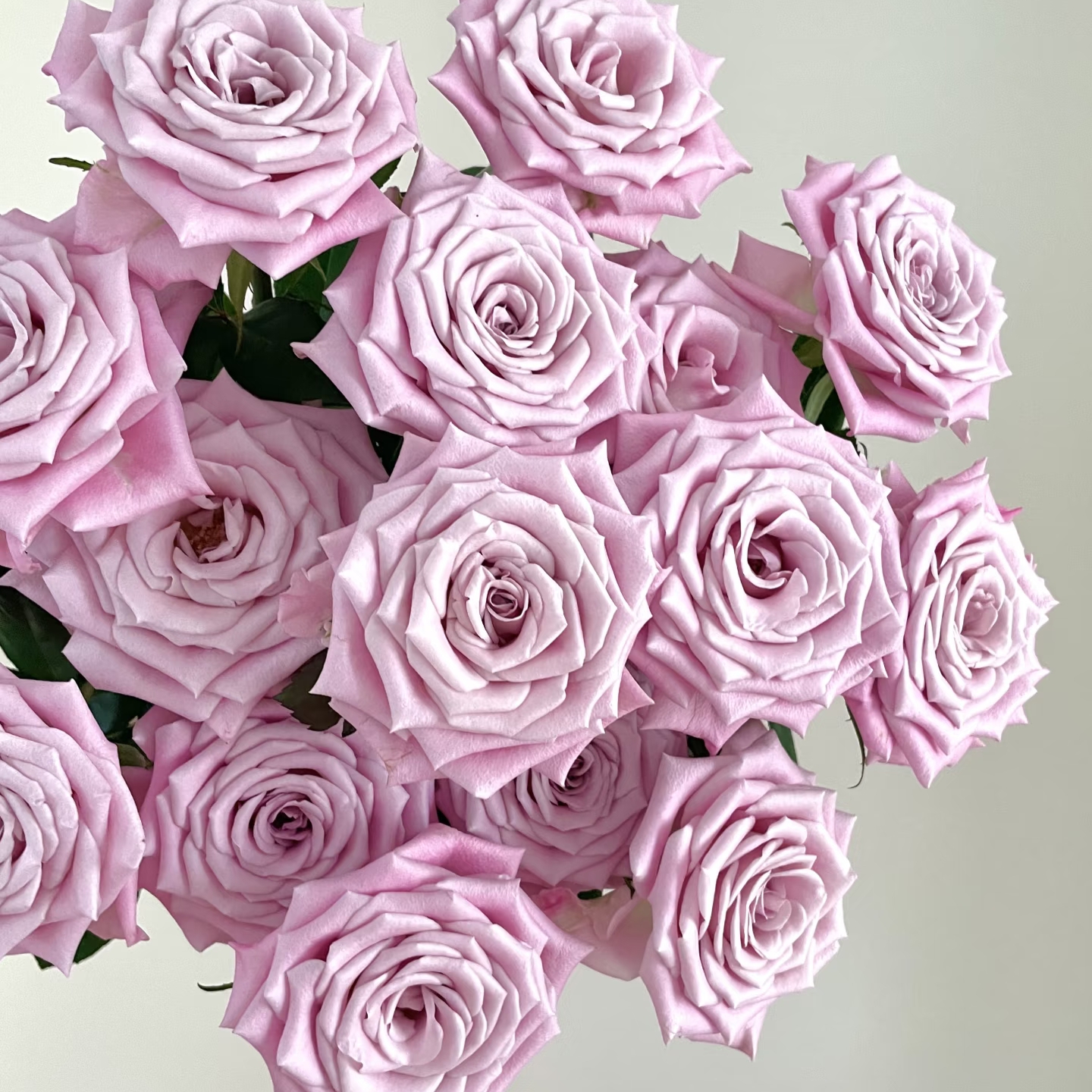 【云舍精选】甜蜜曼塔单头玫瑰  任意组合2单或以上冷链包邮