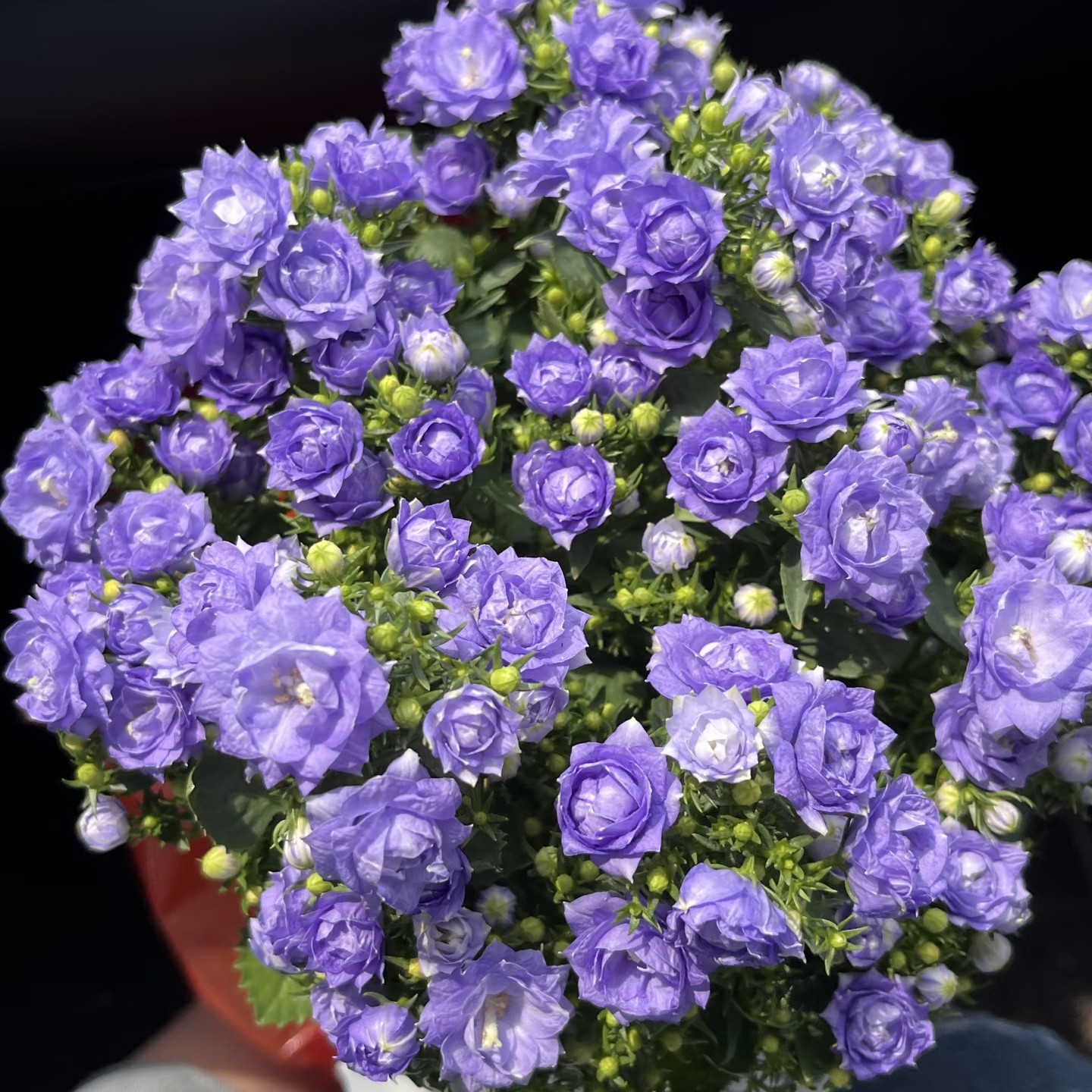 【云舍稀有】丹麦重瓣风铃盆栽一盆 任意组合2单或以上包邮