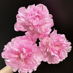 【云舍臻选】蓝梦 重瓣芍药鲜花 全场任意两单包邮