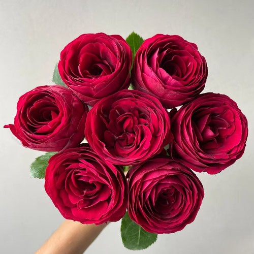 【云舍稀有】红蕾丝单头玫瑰  任意组合两单或以上冷链包邮