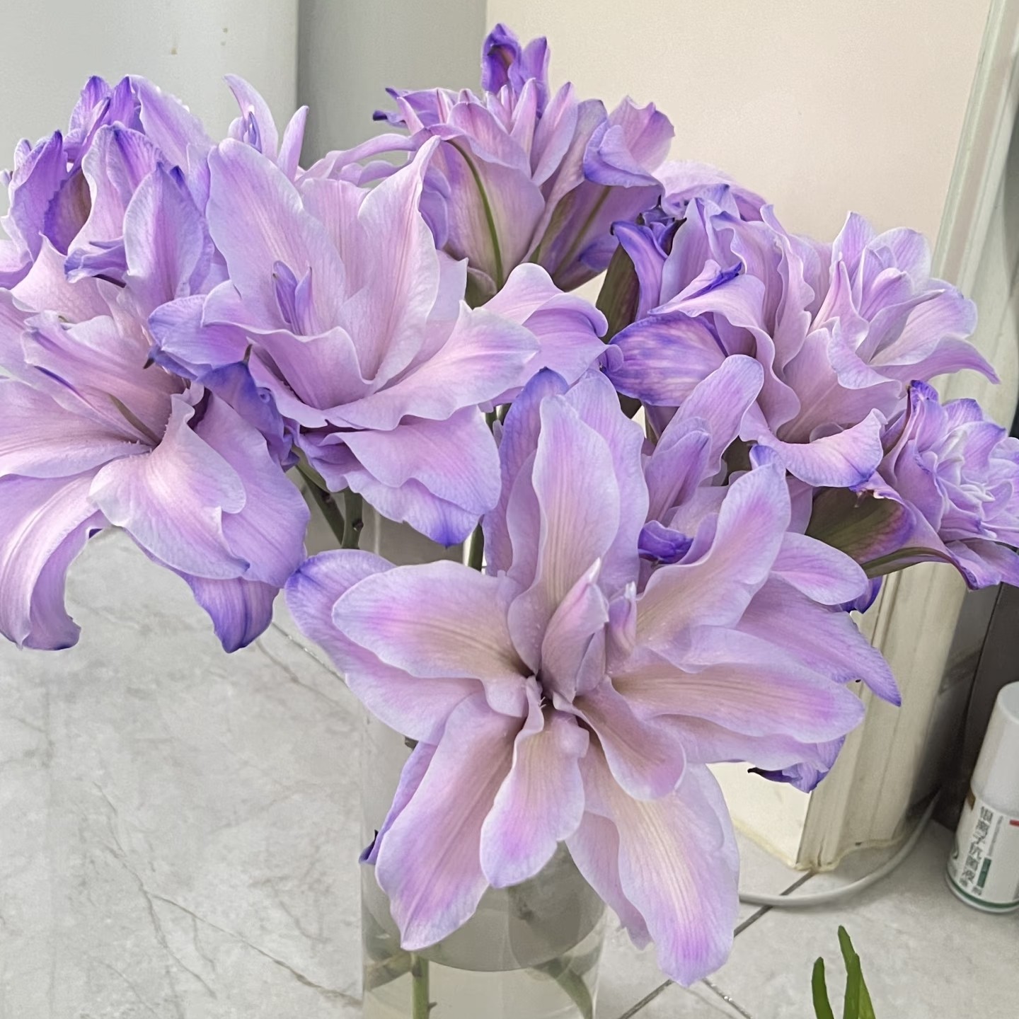 【云舍臻选】紫色水晶吸色重瓣百合鲜花 组合2单或以上冷链包邮