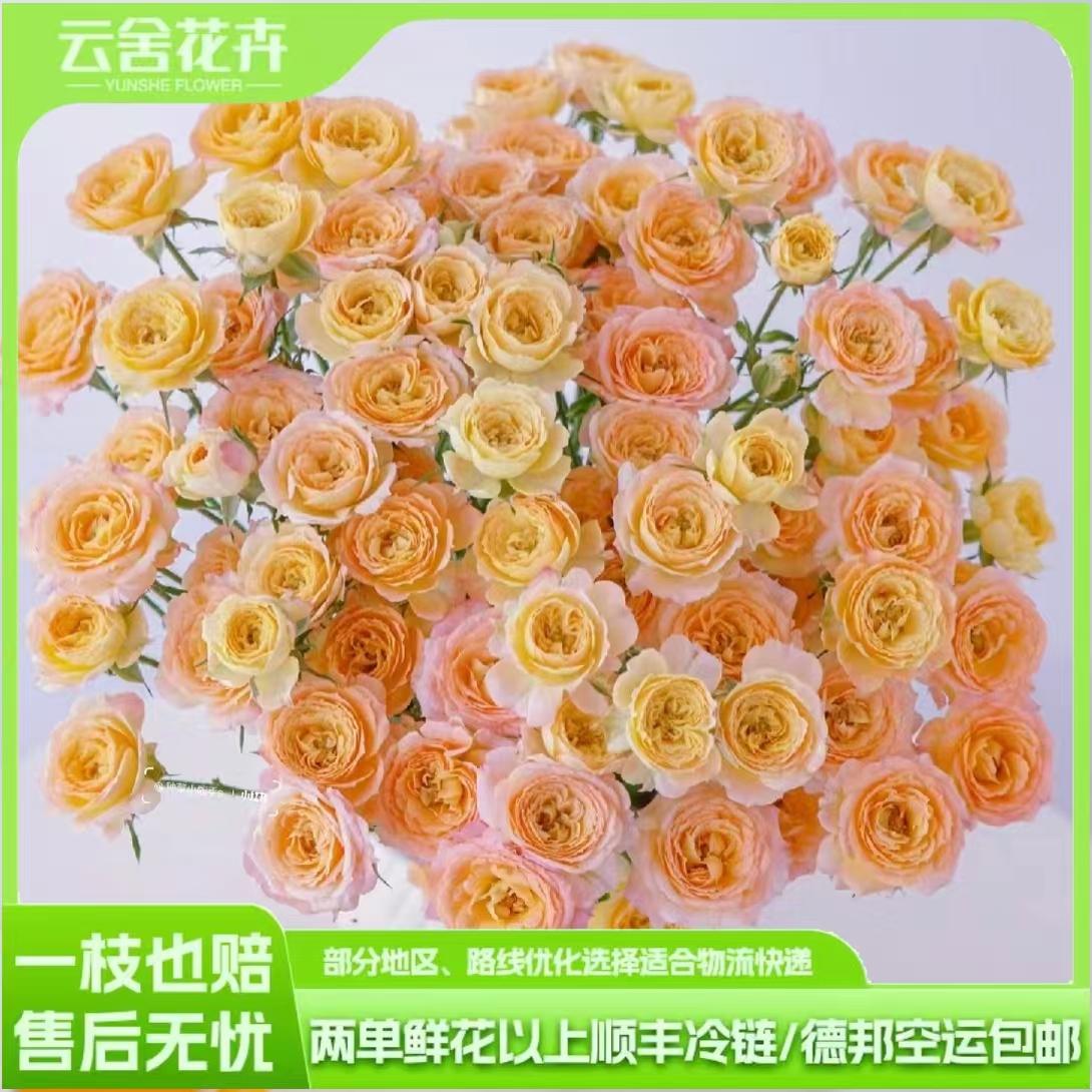 【云舍精选】A级簪花笑多头玫瑰任意组合2单或以上冷链包邮