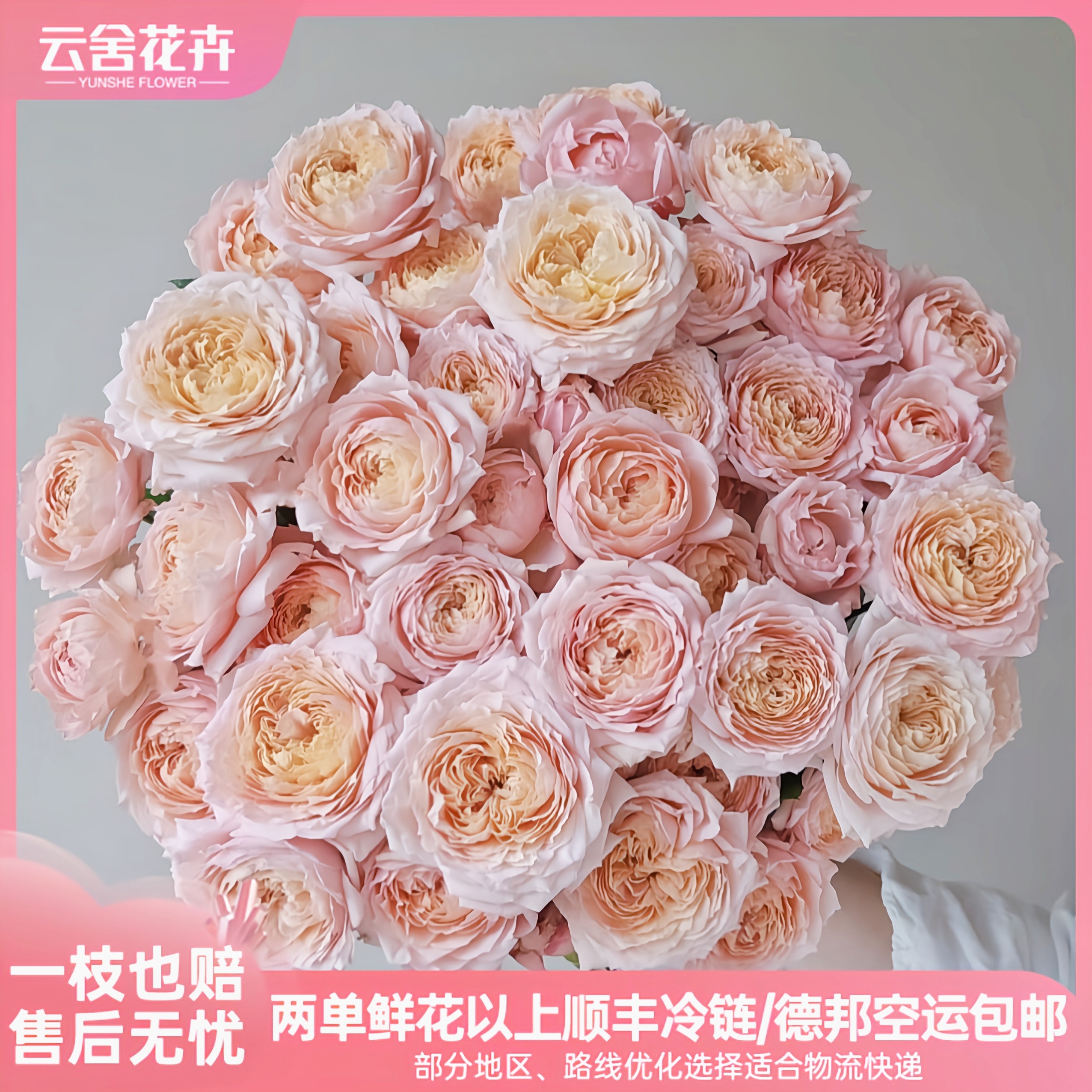 【稀有】（多头）朱丽叶塔玫瑰  任意组合2单或以上冷链包邮
