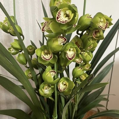 【年宵花】【英茂玉观音大花蕙兰盆栽】 带原盆1单包邮不参与拼单