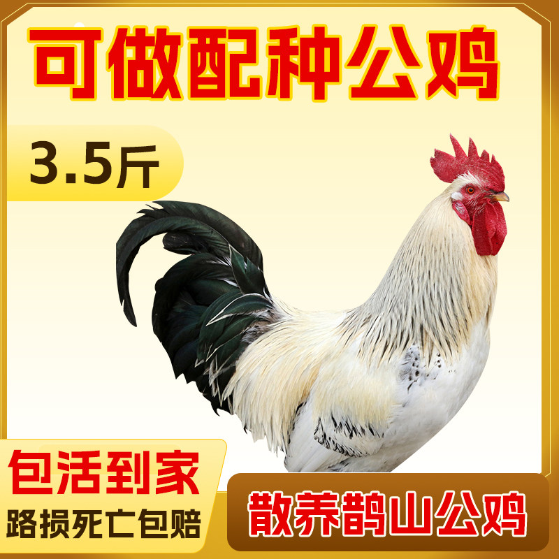 农家散养大公鸡活体鹊山鸡土公鸡活鸡走地鸡种鸡包活到家观赏公鸡,水产肉类/新鲜蔬果/熟食,整鸡/整鸡制品,淘宝优惠券,粉丝福利购,淘宝优惠卷