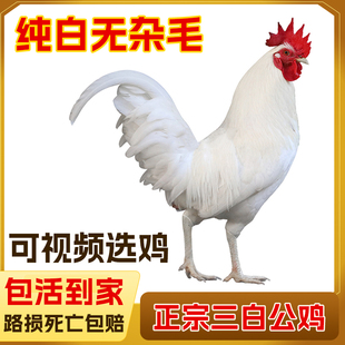 本地散养白公鸡活鸡纯白毛大公鸡药引风水鸡三白公鸡土鸡白黄黑脚