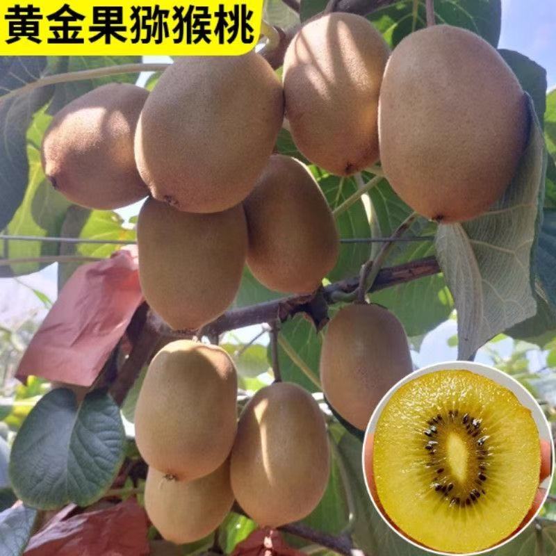 黄金果猕猴桃树苗盆栽地栽南方北方种植猕猴桃苖当年结果嫁接苗