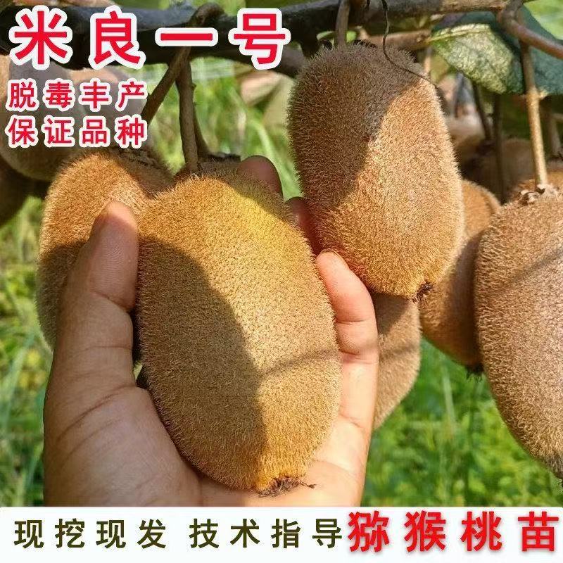 米良一号猕猴桃树苗盆栽地栽南方北方种植猕猴桃苖当年结果嫁接苗