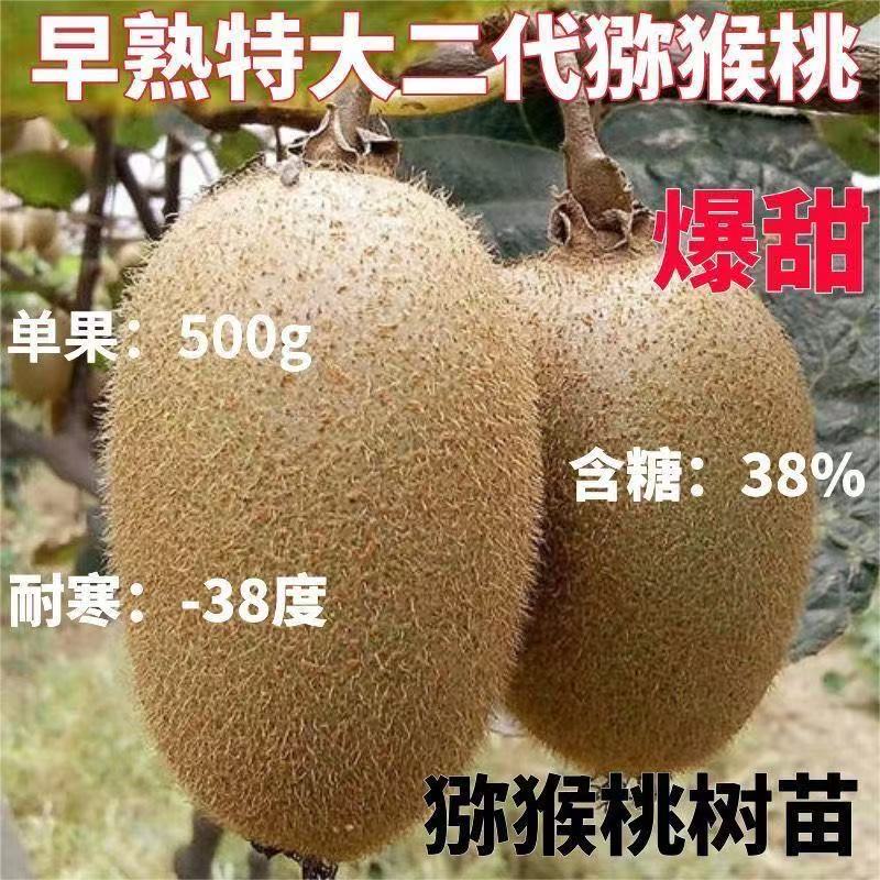 早熟二代猕猴桃树苗盆栽地栽南方北方种植猕猴桃苖当年结果嫁接苗