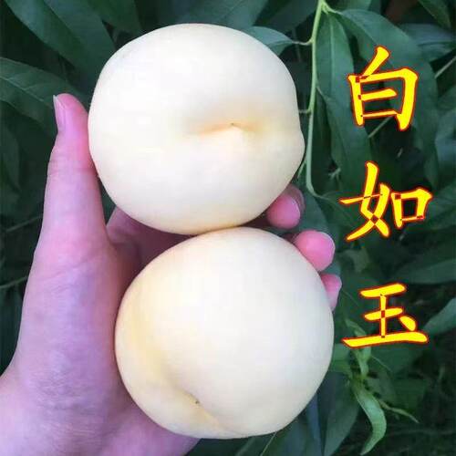 白如玉桃树苗嫁接苗盆栽地栽南北方种植桃子苖当年结果离核脆甜苗
