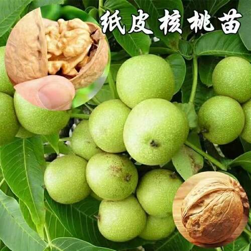 纸皮核桃核桃树苗嫁接苗盆栽地栽南北方种植核桃苖当年结果核桃苗