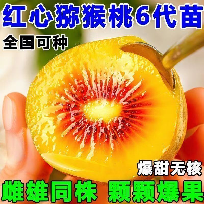 红心6代猕猴桃树苗盆栽地栽南方北方种植猕猴桃苖当年结果嫁接苗
