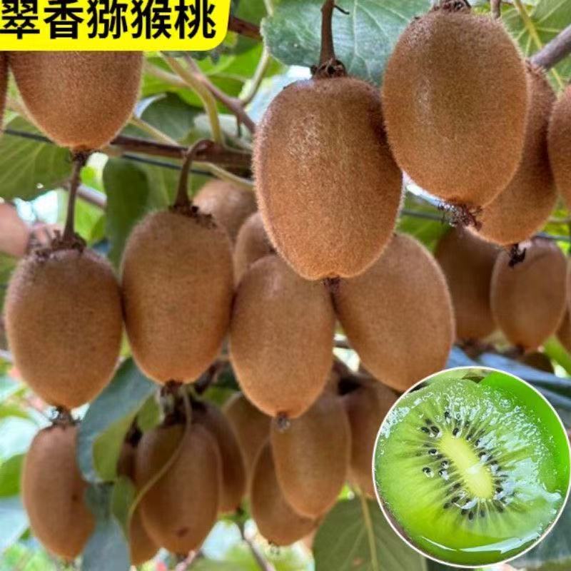 绿心翠香猕猴桃树苗盆栽地栽南方北方种植猕猴桃苖当年结果嫁接苗