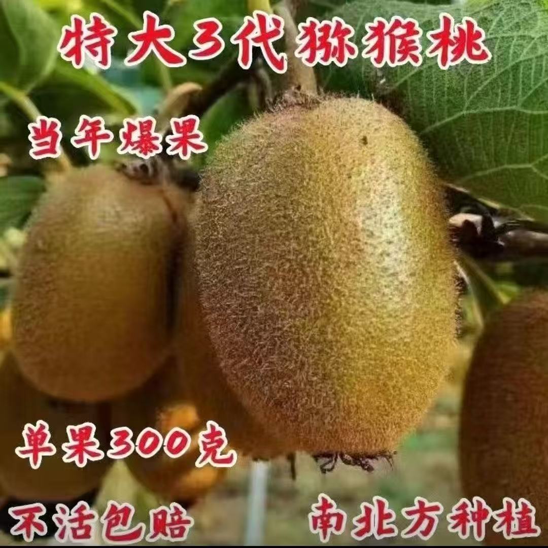 特大3代猕猴桃树苗盆栽地栽南方北方种植猕猴桃苖当年结果嫁接苗