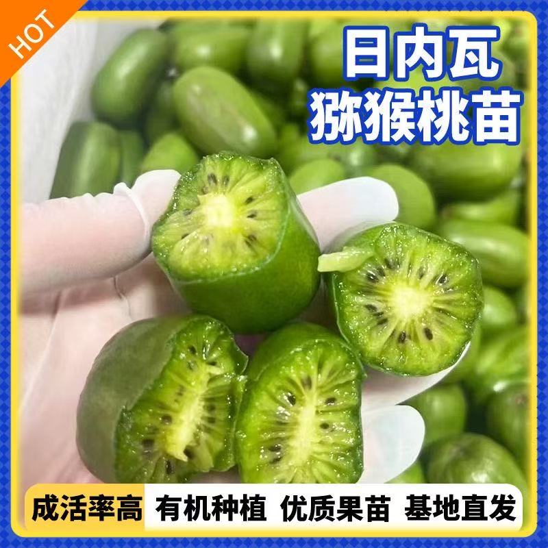日内瓦猕猴桃树苗盆栽地栽南方北方种植猕猴桃苖当年结果嫁接苗