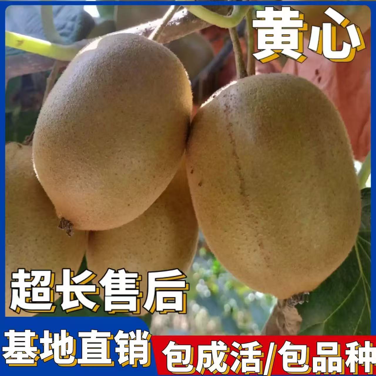 特大黄心猕猴桃树苗盆栽地栽南方北方种植猕猴桃苖当年结果嫁接苗