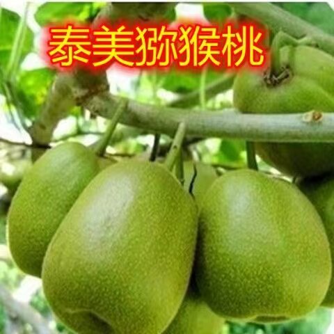特大泰美猕猴桃树苗盆栽地栽南方北方种植猕猴桃苖当年结果嫁接苗